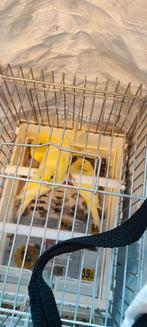 femelles canaris malinois, Dieren en Toebehoren, Vogels | Kanaries