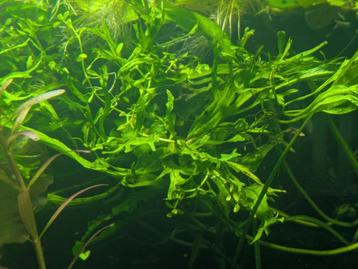 Javavaren Willow (Microsorum windelov) beschikbaar voor biedingen