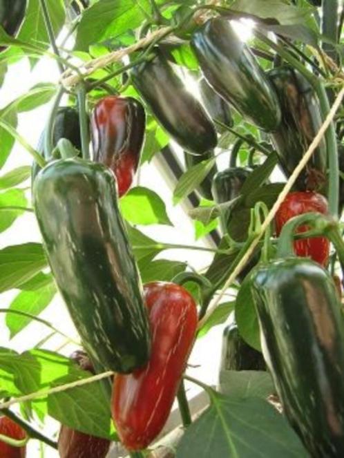 Peperzaden JALAPEÑO FOOLED YOU (20 stuks), Tuin en Terras, Bloembollen en Zaden, Zaad, Voorjaar, Volle zon, Verzenden