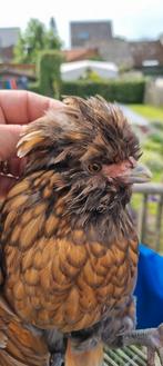 GEZOCHT padua, Meerdere dieren, Kip
