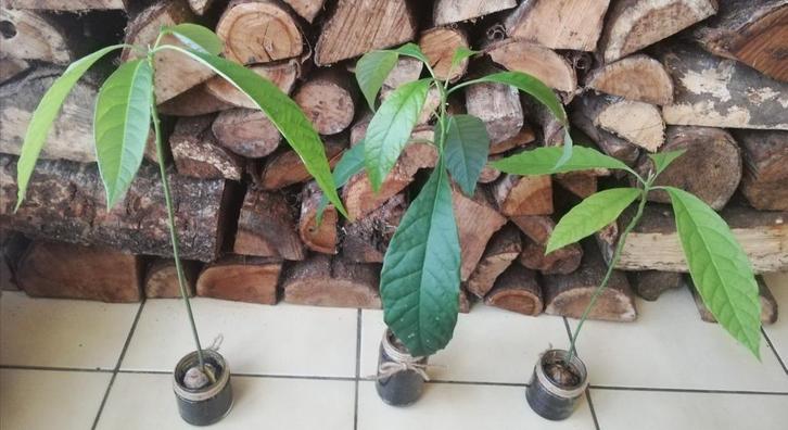 Echange ou vend plant d' avocat, Maison & Meubles, Plantes d'intérieur, Enlèvement