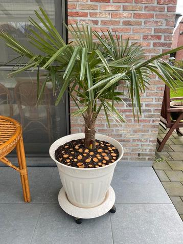 GROTE PALMBOOM  TRACHYCARPUS FORTUNEI INCLUSIEF POOT beschikbaar voor biedingen