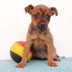 Pinscher (reutjes) Belgische pups te koop, België, CDV (hondenziekte), 8 tot 15 weken, Meerdere