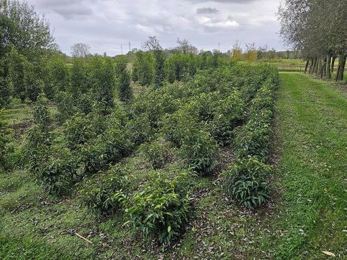 Portugese Laurier alle maten, Tuin en Terras, Planten | Struiken en Hagen, Haag, Laurier, Ophalen