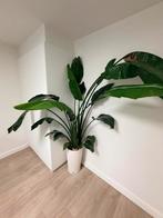 3x Strelizia te koop, Ophalen, Overige soorten, Halfschaduw, 150 tot 200 cm