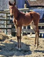 Prachtig hoogbenig dressuur veulen merrie, Dieren en Toebehoren, Merrie, Dressuurpaard, 0 tot 2 jaar, 170 tot 175 cm