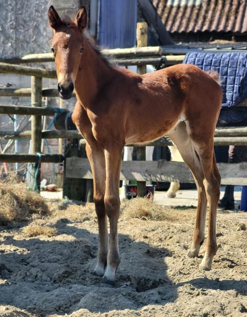Prachtig hoogbenig dressuur veulen merrie, Dieren en Toebehoren, Paarden, Merrie, Onbeleerd, 170 tot 175 cm, 0 tot 2 jaar, Dressuurpaard