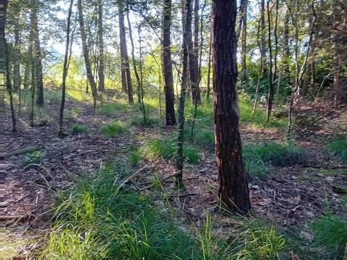 bosgrond te koop, Immo, Gronden en Bouwgronden, 500 tot 1000 m²