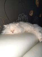 Britse langhaar   silver shaded, Dieren en Toebehoren, Poes