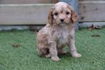 Prachtige Cavapoo pups, Dieren en Toebehoren, België, Overige rassen, CDV (hondenziekte), 8 tot 15 weken