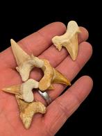 Haaientanden otodus obliquus uit marokko 3,5 - 2,5 cm., Ophalen of Verzenden, Fossiel