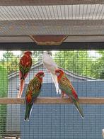 rosella's, Vrouwelijk, Parkiet, Geringd