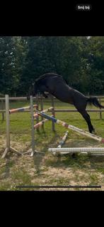 3 jarige zwarte ruin van Darwin Z, Dieren en Toebehoren, Paarden, Ruin, Zadelmak, Springpaard