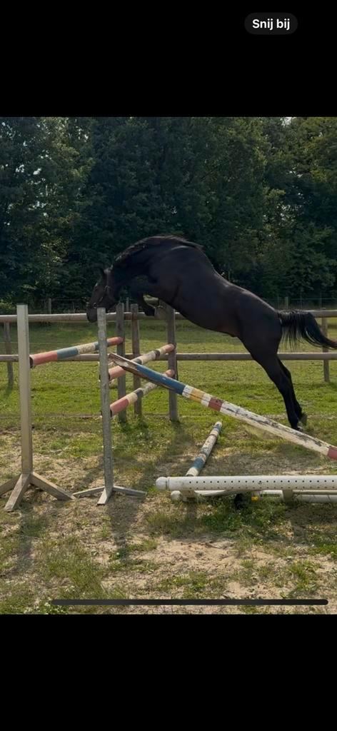 3 jarige zwarte ruin van Darwin Z, Dieren en Toebehoren, Paarden, Ruin, Zadelmak, Springpaard