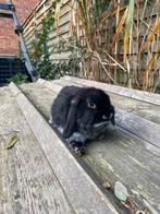 Nhd rammelaar, Dieren en Toebehoren, Konijnen, Mannelijk, Dwerg, Hangoor, 0 tot 2 jaar