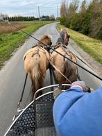 Welsh merrie’s; 4 voor de prijs van 2, Dieren en Toebehoren, Pony's, Merrie, Niet van toepassing, Gechipt, B pony (1.17m tot 1.27m)