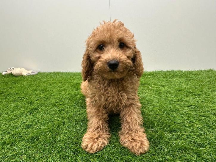 Chiots Caniches nains, Animaux & Accessoires, Chiens | Chihuahuas & Chiens de compagnie, Chienne, Caniche, Éleveur | Professionnel