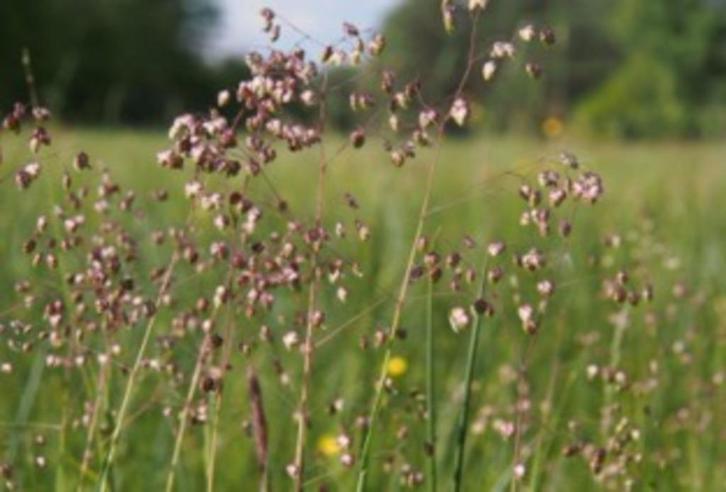 Briza media (trilgras of bevertje), Tuin en Terras, Planten | Tuinplanten, Vaste plant, Siergrassen, Volle zon, Zomer, Ophalen