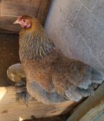 Plusieurs jeunes poules brahma naine, Animaux & Accessoires