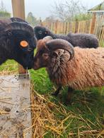 Piston - Ouessant Schaap - Mini Schaap, Mâle, Mouton, 0 à 2 ans