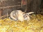 GRATIS Dwergkonijn (rammelaar), Dieren en Toebehoren, Mannelijk, Dwerg, 0 tot 2 jaar
