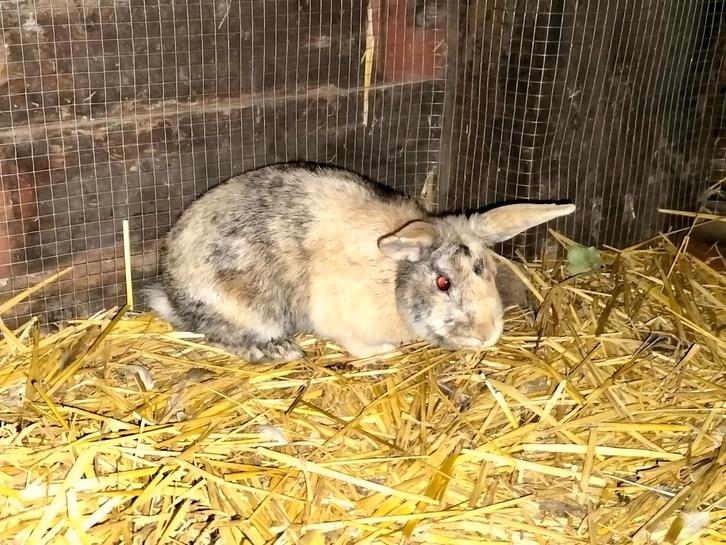 GRATIS Dwergkonijn (rammelaar), Dieren en Toebehoren, Konijnen, Dwerg, Mannelijk, 0 tot 2 jaar