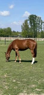 Paard, Dieren en Toebehoren, Paarden, Gechipt, Ruin, Zadelmak, 3 tot 6 jaar