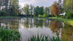 gezocht goedkope ganzen, Dieren en Toebehoren, Gans of Zwaan