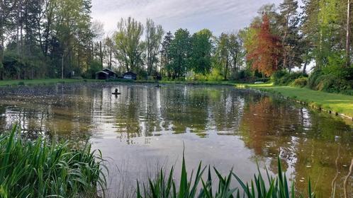 gezocht goedkope ganzen, Dieren en Toebehoren, Pluimvee, Gans of Zwaan