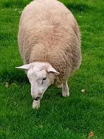 Schapen, Dieren en Toebehoren, Schapen, Geiten en Varkens