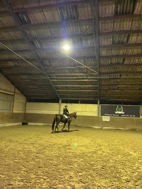 PAARD GEZOCHT, Dieren en Toebehoren, Paarden