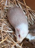 Cuy cavia beertje, Décembre, Cobaye, Domestique