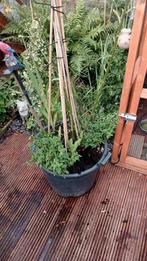 Goudenregen tekoop!, Tuin en Terras, Vaste plant, Halfschaduw, Zomer, Ophalen