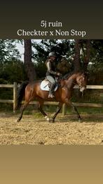 5j Chekter x Non Stop, Dieren en Toebehoren, Paarden, Springpaard, Ruin, Zadelmak, Gechipt