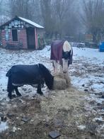 2 ponys, Animaux & Accessoires, Chevaux, Hongre, Débourré