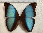 Morpho deidama briseis