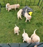 Zeer sociale Labrador pups (blond, mannelijk), Dieren en Toebehoren, Honden | Retrievers, Spaniëls en Waterhonden, Meerdere, 8 tot 15 weken