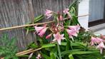 Crinum Powellii Lily Bulb, Vaste plant, Halfschaduw, Zomer, Ophalen