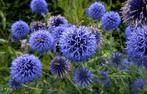 Echinops 'Veitch bleu', Jardin & Terrasse, Plantes | Jardin, Plein soleil, Enlèvement, Plante fixe, Été
