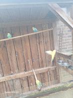 Vogelkooi met twee koppels parkieten, Meerdere dieren, Parkiet