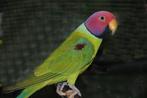 Pruimkop man, Dieren en Toebehoren, Vogels | Parkieten en Papegaaien, Parkiet, Geringd