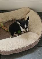 chihuahua pups, België, Fokker | Hobbymatig, 8 tot 15 weken, Meerdere