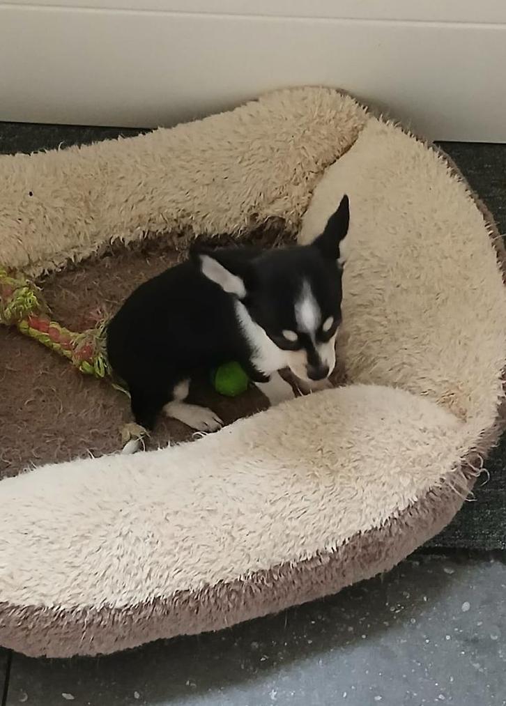 chihuahua pups, Dieren en Toebehoren, Honden | Chihuahua's en Gezelschapshonden, Meerdere dieren, Chihuahua, Fokker | Hobbymatig