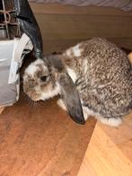 Rammetje zoekt nog een huisje, Hangoor