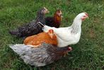 jeunes poulets de 13 races différentes, 100 % poules, Animaux & Accessoires, Volatiles, Poule ou poulet, Femelle