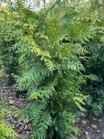 Coniferen,thuja excelsa, Tuin en Terras, Ophalen of Verzenden