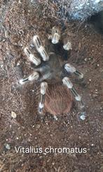 Vitalius chromatus 0.1, Dieren en Toebehoren, Insecten en Spinnen, Spin of Schorpioen