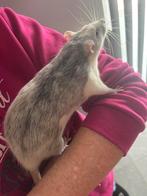 Zem ophalen 2 super tamme rat ratjes mannen €12,50euro samen, Dieren en Toebehoren, Knaagdieren, Rat, Maart, Mannelijk, Tam