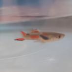 Mix endlers guppy's en guppy, Dieren en Toebehoren, Vis, Zoetwatervis