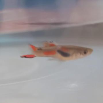 Mix endlers guppy's en guppy  beschikbaar voor biedingen